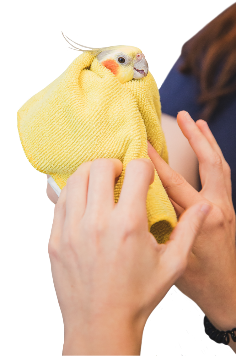 Clinique Vétérinaire du Domaine Vert.