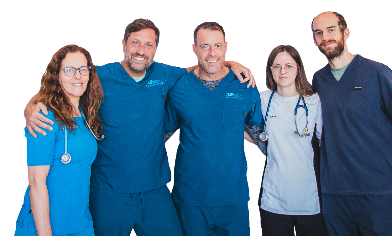Nos vétérinaires