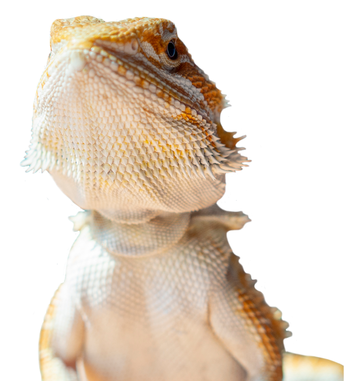 Animaux exotiques