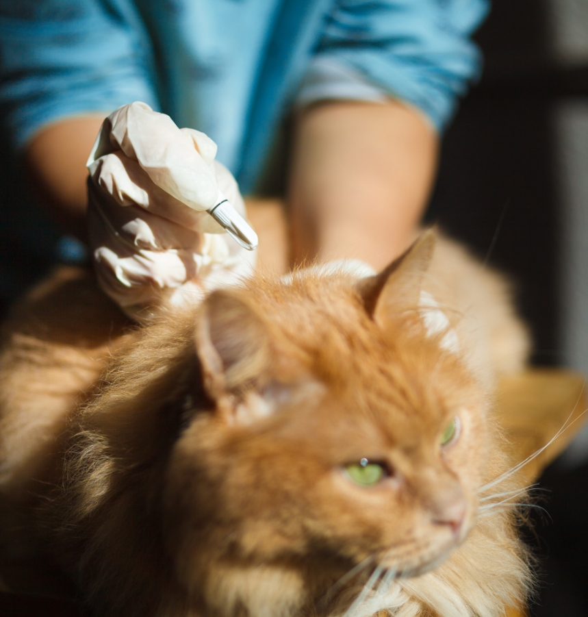 Parasites externes : puces, tiques et acariens
