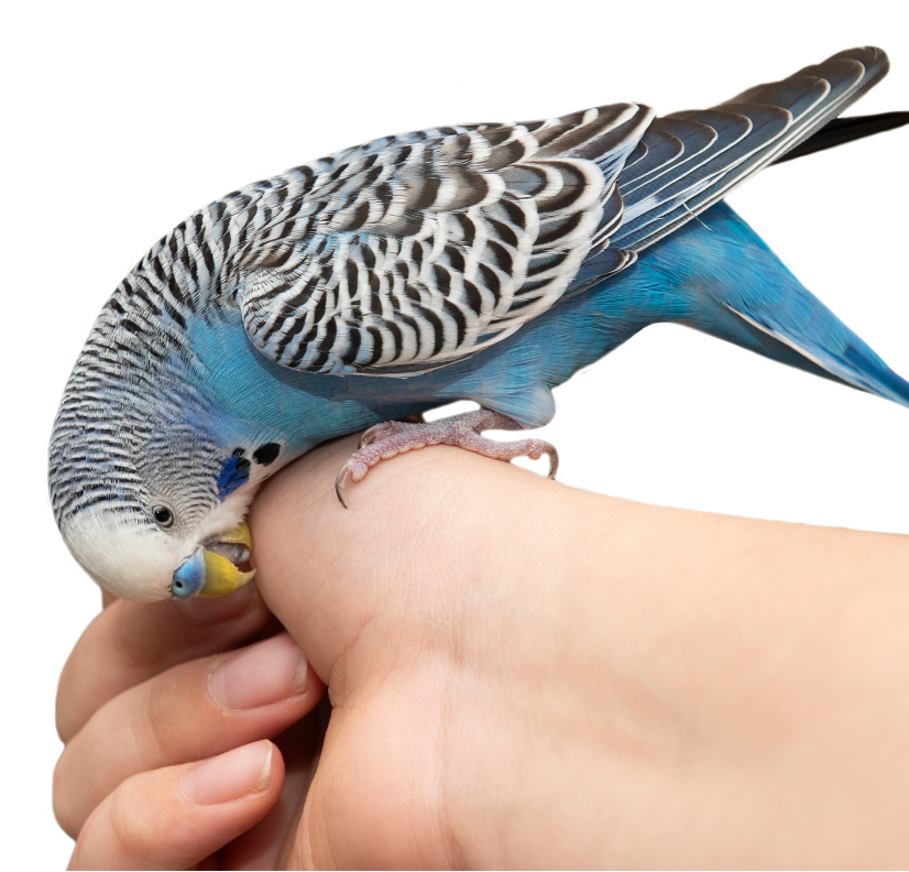 Physiothérapie pour animaux