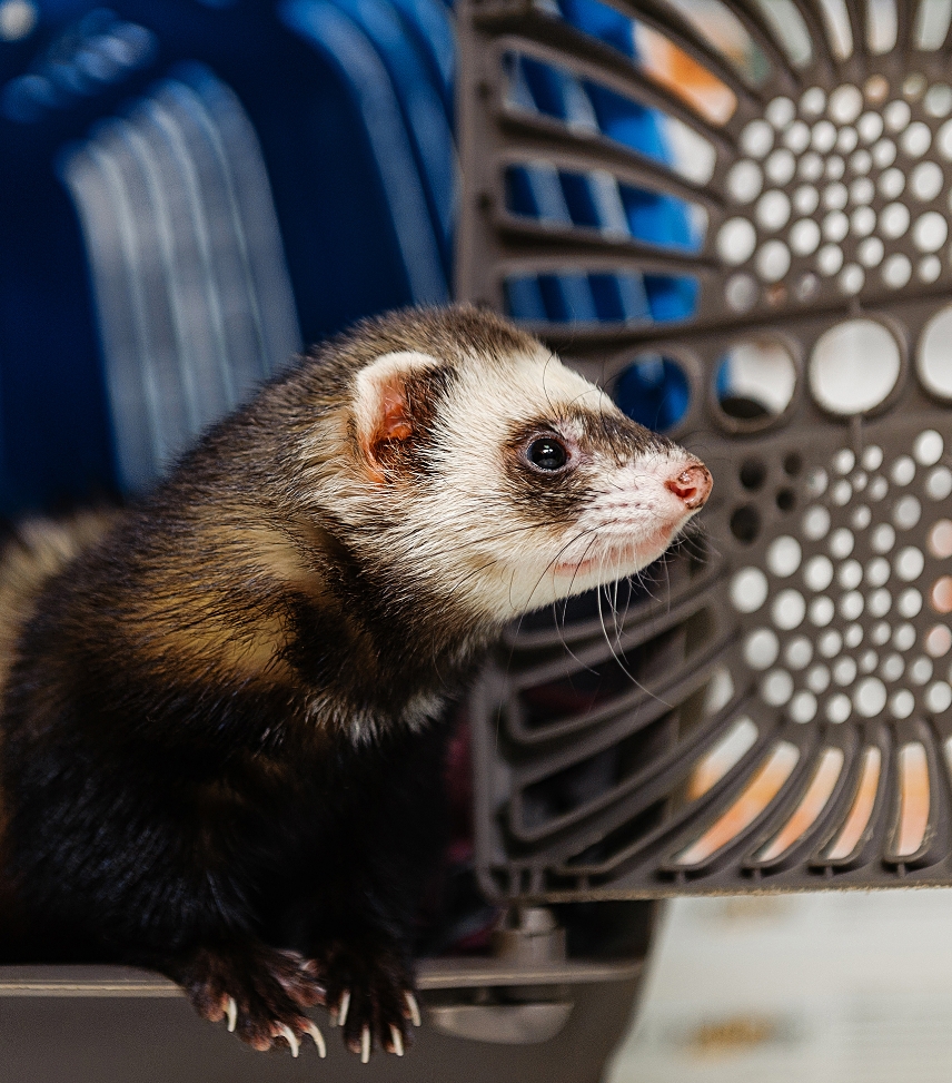 Pourquoi faire stériliser son animal ?