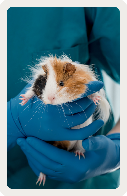 Quand consulter avec
un animal exotique ?