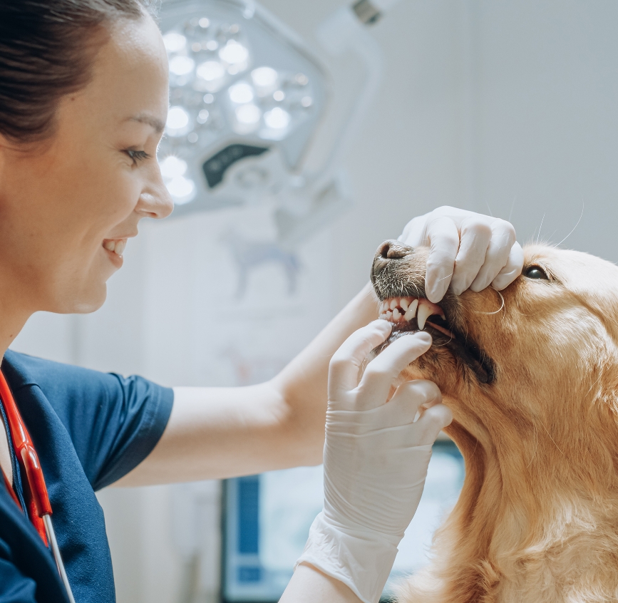 Soins dentaires pour chiens, chats… et plus encore