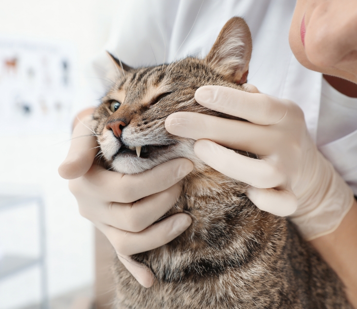 Pourquoi des soins dentaires vétérinaires ?
