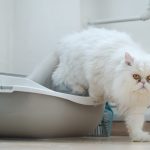 Problèmes urinaires chez le chat : un trouble fréquent à ne pas négliger