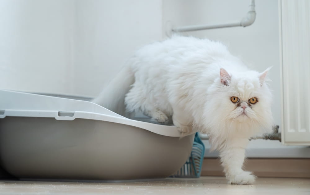 Problèmes urinaires chez le chat : un trouble fréquent à ne pas négliger