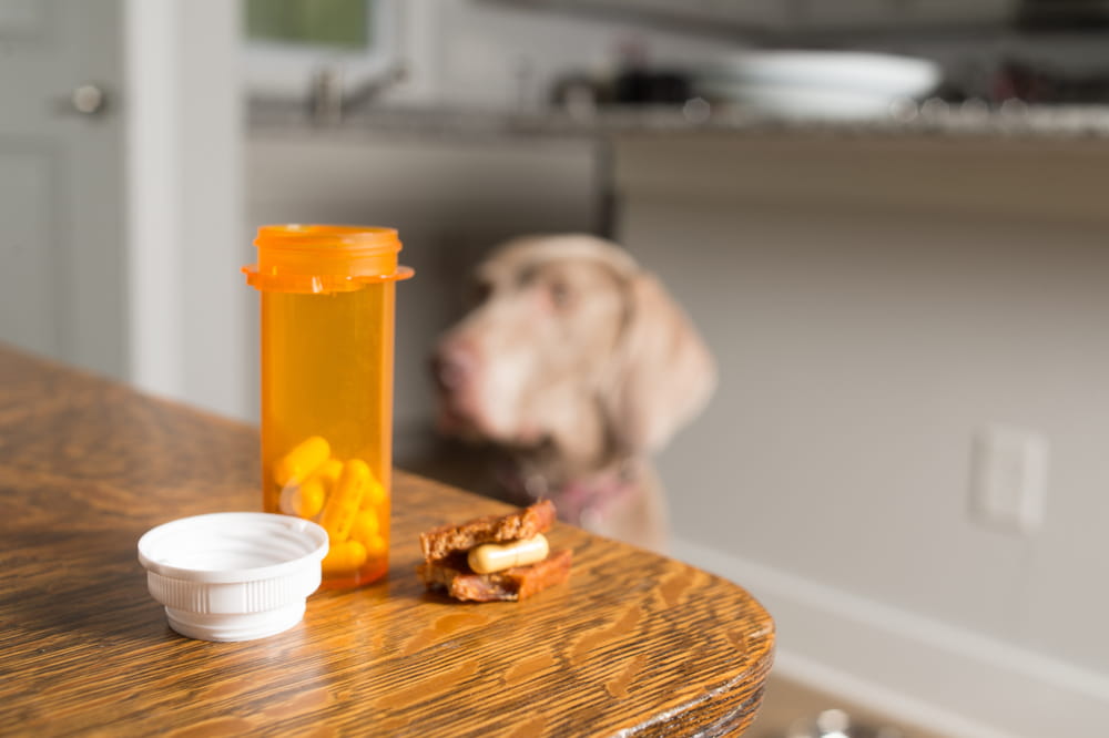 Médicaments pour animaux : quelle est la différence entre ceux offerts en clinique vétérinaire et en pharmacie ?