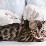La vaccination chez le chien et le chat : un geste essentiel pour la santé
